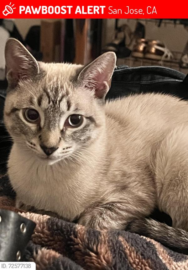Lost Male Cat last seen Merrill and Camden Ave., San Jose, CA 95124