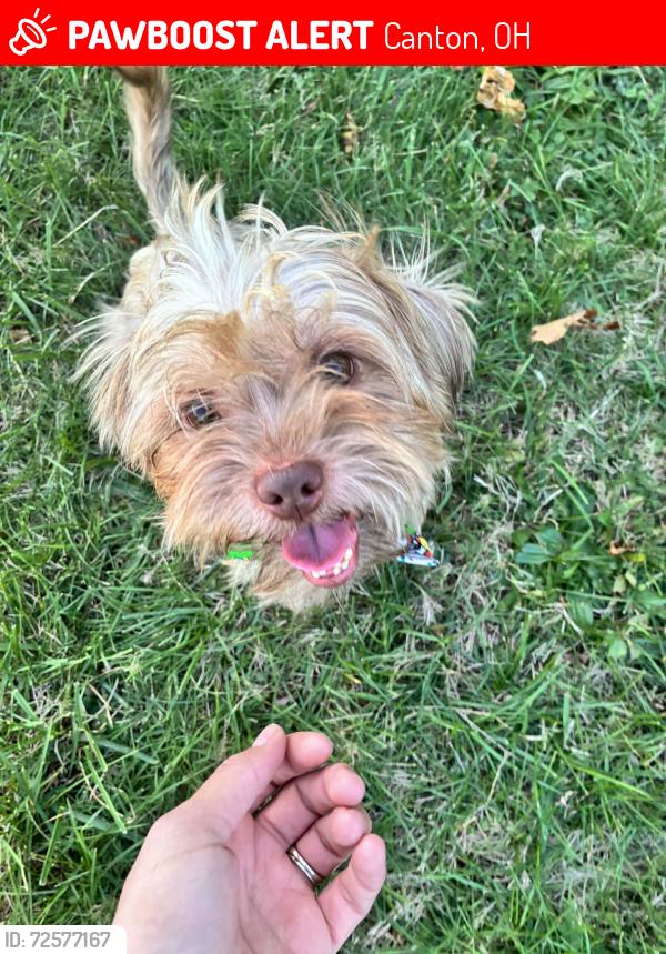 Lost Male Dog last seen Canton Ohio , Canton, OH 44709
