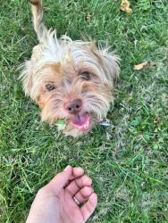 Lost Male Dog last seen Canton Ohio , Canton, OH 44709