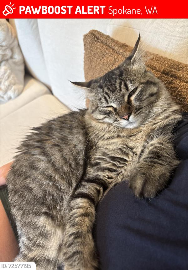 Lost Male Cat last seen 37th and Altamont, near Hamblen Park, Spokane, WA 99223