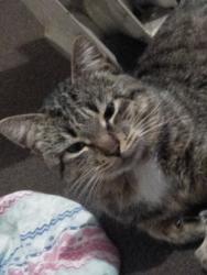 Lost Male Cat last seen Neil Terrace Hamilton south , Hamilton South, NSW 2303