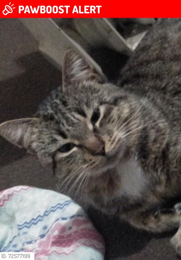 Lost Male Cat last seen Neil Terrace Hamilton south , Hamilton South, NSW 2303