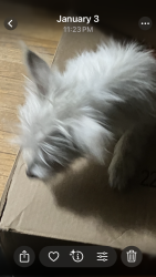 Lost Female Dog last seen 79th and king Drive, Chicago, IL 60619