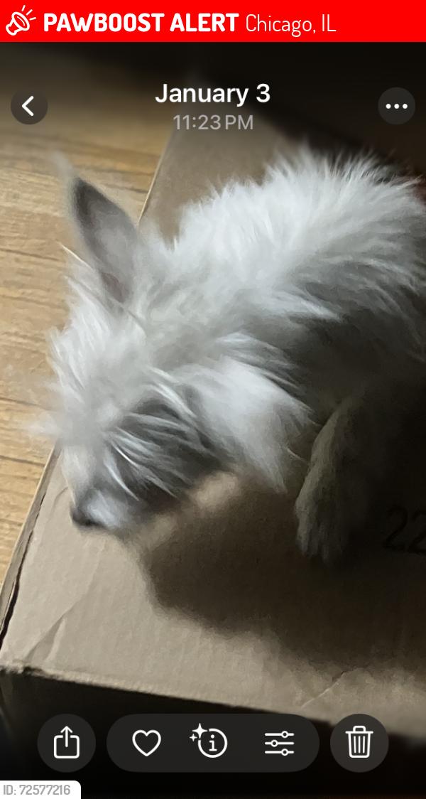 Lost Female Dog last seen 79th and king Drive, Chicago, IL 60619