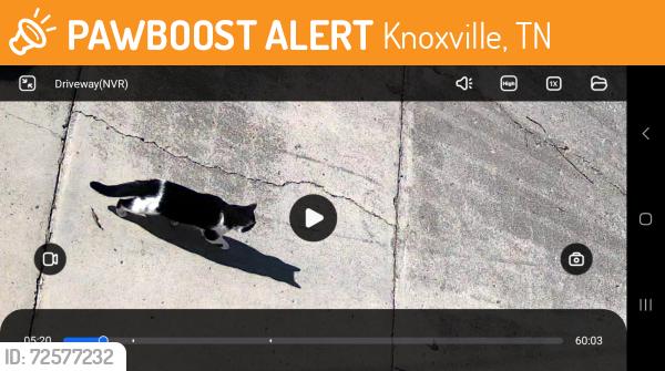 Found/Stray Unknown Cat last seen Shannondale Elementary , Knoxville, TN 37918