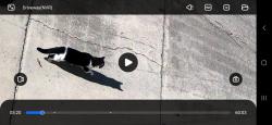 Found/Stray Unknown Cat last seen Shannondale Elementary , Knoxville, TN 37918