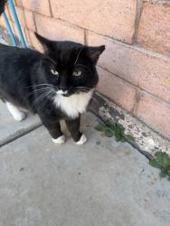 Lost Male Cat last seen Main and stapley, Mesa, AZ 85204