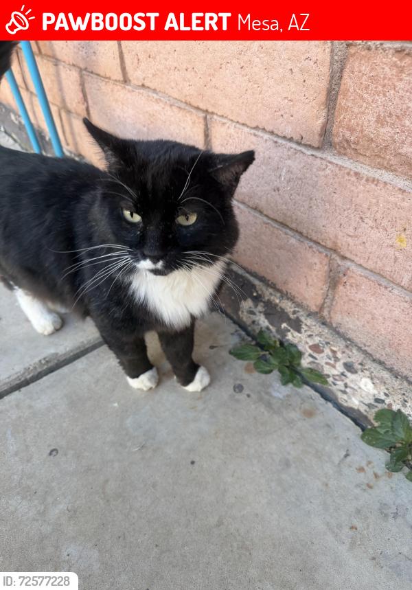 Lost Male Cat last seen Main and stapley, Mesa, AZ 85204