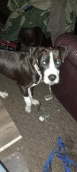Lost Male Dog last seen 15th and pine st port angeles wa, Port Angeles, WA 98362