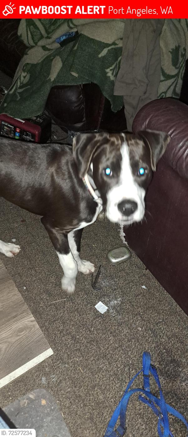 Lost Male Dog last seen 15th and pine st port angeles wa, Port Angeles, WA 98362