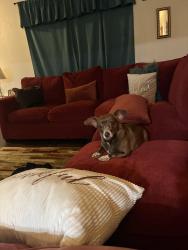 Lost Female Dog last seen CR 148, Terrell, TX 75160