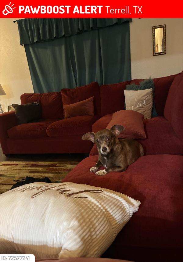 Lost Female Dog last seen CR 148, Terrell, TX 75160
