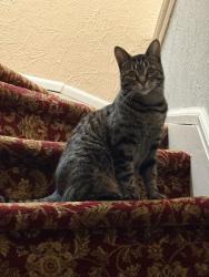 Lost Female Cat last seen Miller rd, Dearborn, MI 48126