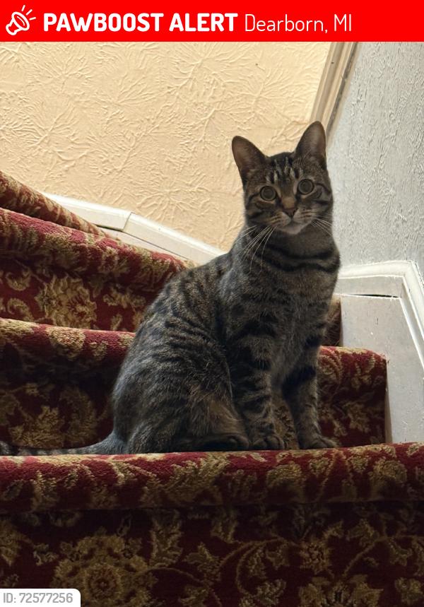 Lost Female Cat last seen Miller rd, Dearborn, MI 48126