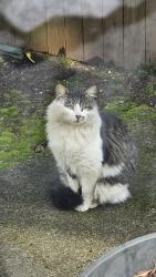 Found/Stray Unknown Cat last seen Mill plain, grand, Vancouver, WA 98661