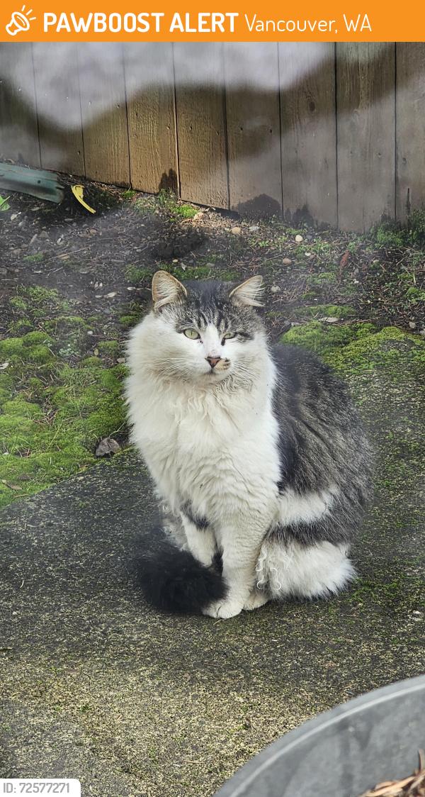 Found/Stray Unknown Cat last seen Mill plain, grand, Vancouver, WA 98661