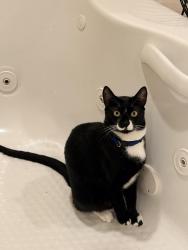 Lost Male Cat last seen Dilido Blvd, Miramar, FL 33023