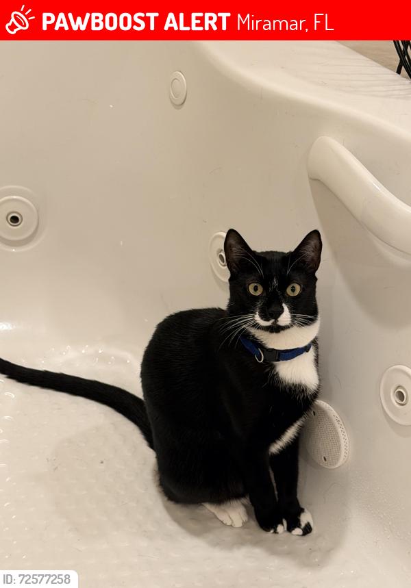 Lost Male Cat last seen Dilido Blvd, Miramar, FL 33023