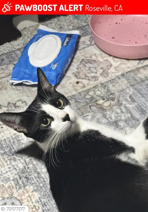 Lost Female Cat last seen Harding Blvd, Roseville, CA 95678