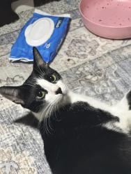 Lost Female Cat last seen Harding Blvd, Roseville, CA 95678