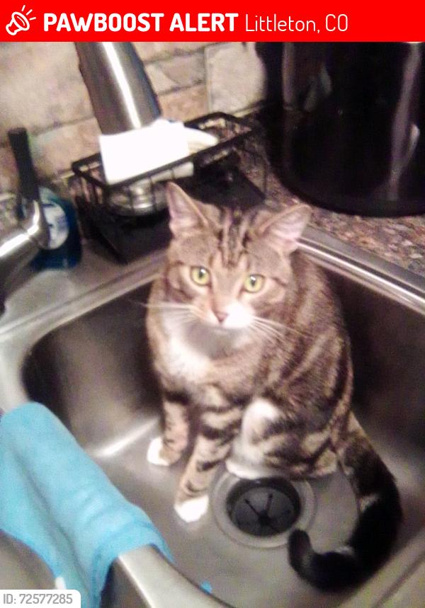 Lost Male Cat last seen Broadway&Littleton blvd, Littleton, CO 80120