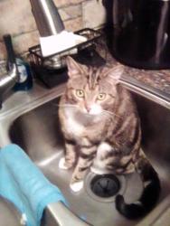 Lost Male Cat last seen Broadway&Littleton blvd, Littleton, CO 80120