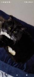 Lost Male Cat last seen Litchfield Rd and Western Ave, Avondale, AZ 85323