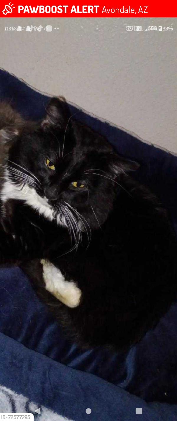 Lost Male Cat last seen Litchfield Rd and Western Ave, Avondale, AZ 85323