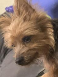 Lost Male Dog last seen Thunderbird trl Phoenix 84042, Phoenix, AZ 85042