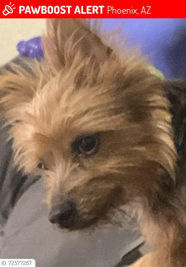 Lost Male Dog last seen Thunderbird trl Phoenix 84042, Phoenix, AZ 85042