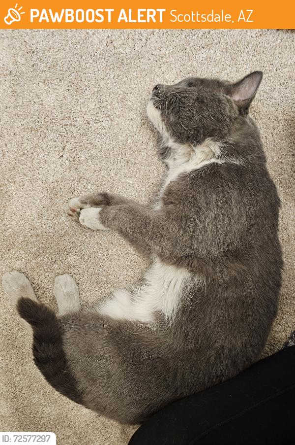 Found/Stray Male Cat last seen 60th St and Greenway , Scottsdale, AZ 85254