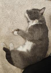 Found/Stray Male Cat last seen 60th St and Greenway , Scottsdale, AZ 85254