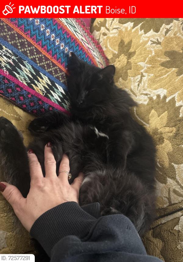 Lost Male Cat last seen Granger, Boise, ID 83704