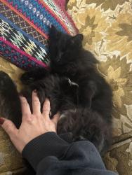 Lost Male Cat last seen Granger, Boise, ID 83704