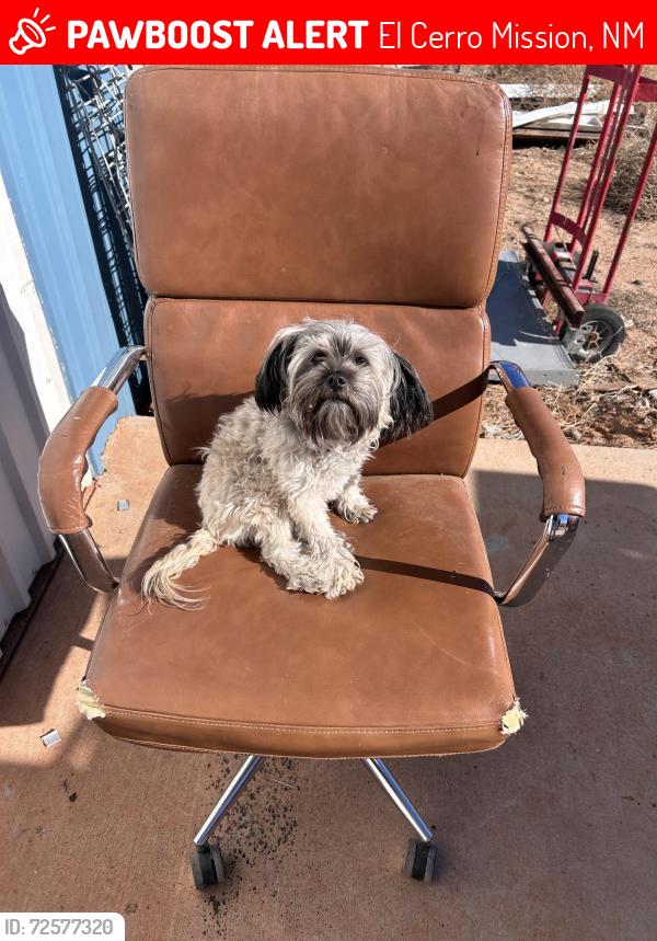 Lost Female Dog last seen saint michaels lane , El Cerro Mission, NM 87031