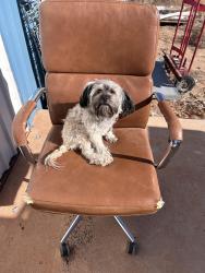 Lost Female Dog last seen saint michaels lane , El Cerro Mission, NM 87031