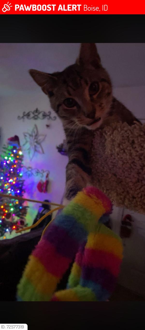 Lost Male Cat last seen Lake Hazel rd, Boise, ID 83702