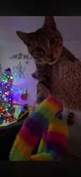 Lost Male Cat last seen Lake Hazel rd, Boise, ID 83702
