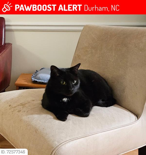 Lost Male Cat last seen Shepherd Street and Lakewood Avenue , Durham, NC 27707