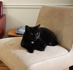 Lost Male Cat last seen Shepherd Street and Lakewood Avenue , Durham, NC 27707