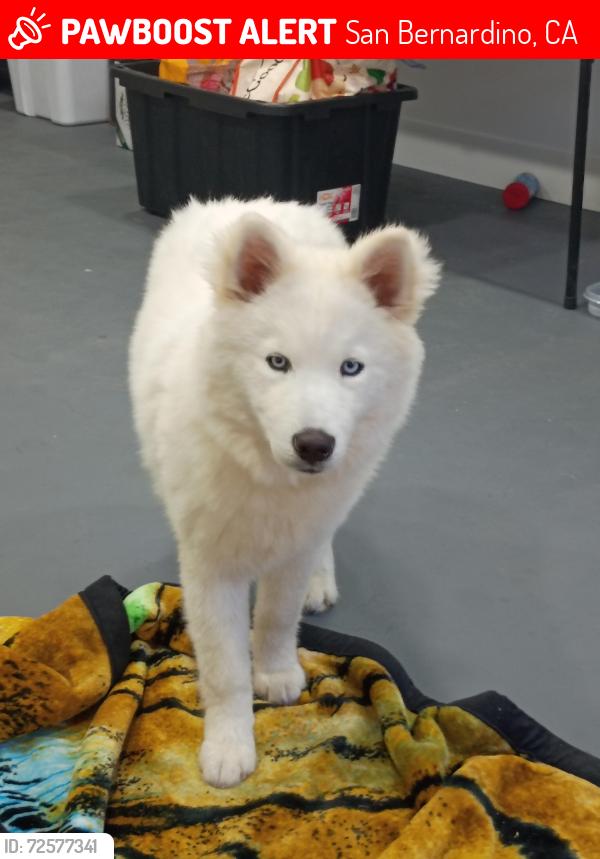 Lost Female Dog last seen Baseline and N Arrowhead Ave, San Bernardino , San Bernardino, CA 92410