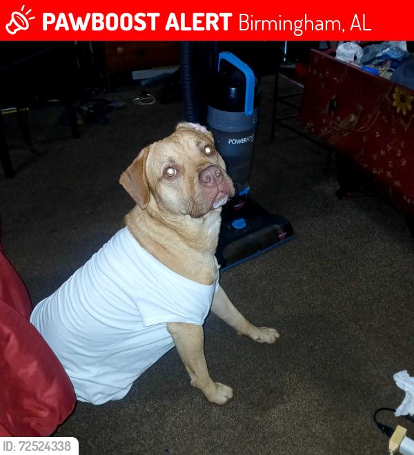 Lost Male Dog last seen Bessemer super highway by 5 points west, Birmingham, AL 35209