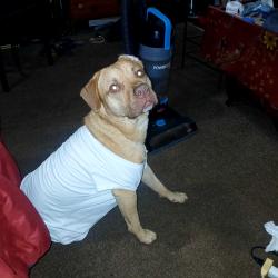 Lost Male Dog last seen Bessemer super highway by 5 points west, Birmingham, AL 35209