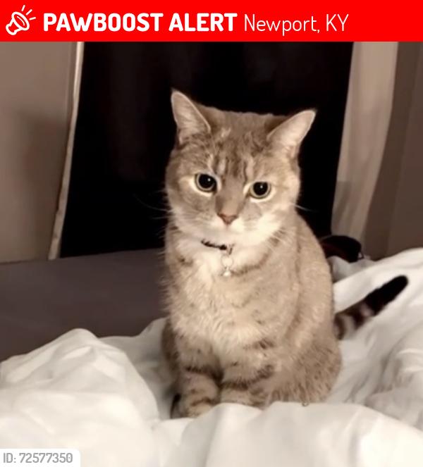 Lost Female Cat last seen N/A, Newport, KY 41071