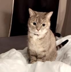 Lost Female Cat last seen N/A, Newport, KY 41071