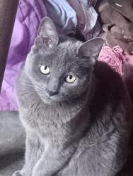 Lost Female Cat last seen Minisuper en Valencia/ privada Cádiz , Zumpango de Ocampo, Méx. 
