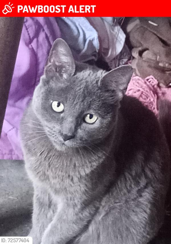 Lost Female Cat last seen Minisuper en Valencia/ privada Cádiz , Zumpango de Ocampo, Méx. 