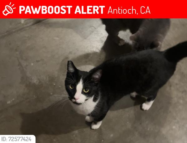 Lost Male Cat last seen Near La petite academy in Antioch, in the court of countrywood drive and east tregallas, Antioch, CA 94509