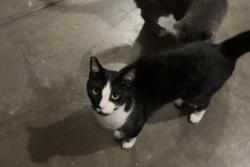 Lost Male Cat last seen Near La petite academy in Antioch, in the court of countrywood drive and east tregallas, Antioch, CA 94509