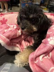 Lost Female Dog last seen San Juan and greaswood , Tucson, AZ 85713